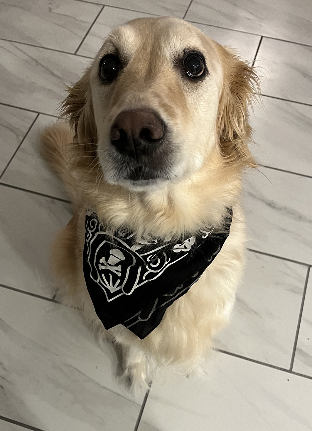 Cowboy Cakes Bandana